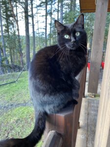 Pictured: Spooky the cat. Black cat perched on a deck post.