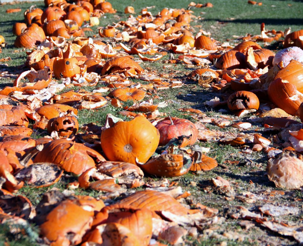 field of smashed pumpkins for composting