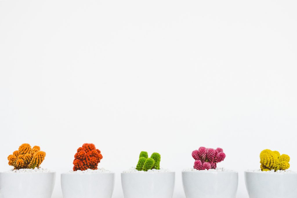 Rainbow colored cacti in white potted planters