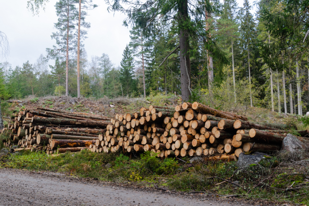 piles of logs from trees cut down in a forest