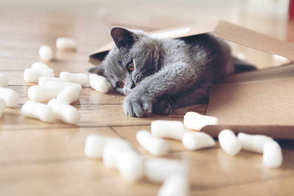 kitten in a box batting at biodegradable packing peanuts