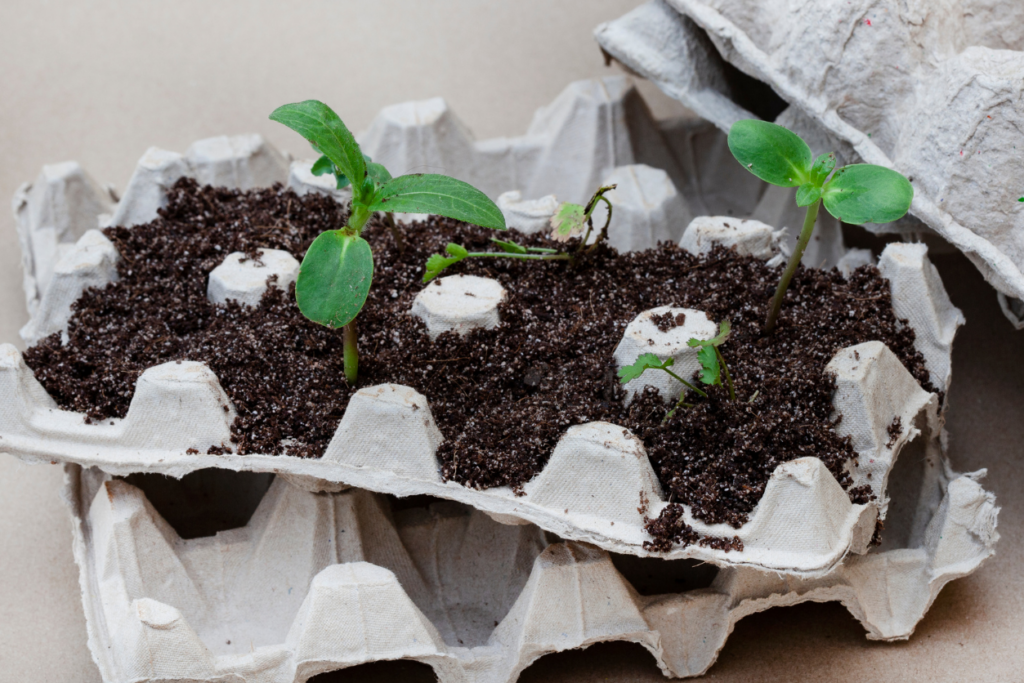 paper egg cartons used as seedling starters for a garden