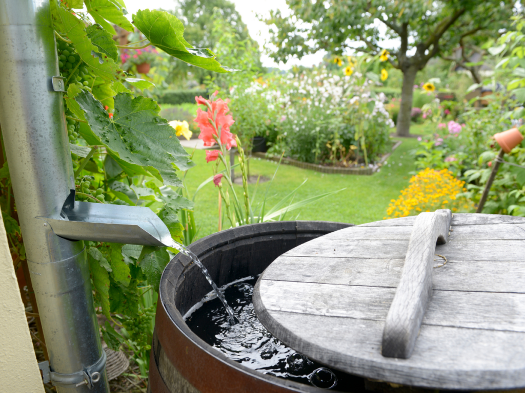 rain barrel catching water from a spout. green garden.